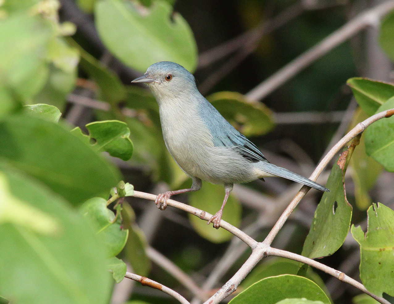 image Bicolored Conebill